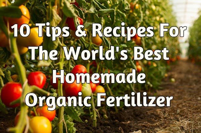 10 Consejos y amp; Recetas para el mundo`s Best Homemade Organic Fertilizer