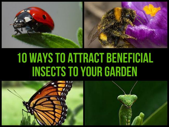 10 maneras de atraer a los insectos benéficos a su jardín