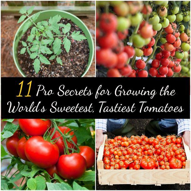 11 Pro secretos para crecer más dulces, tomates más sabrosos del mundo
