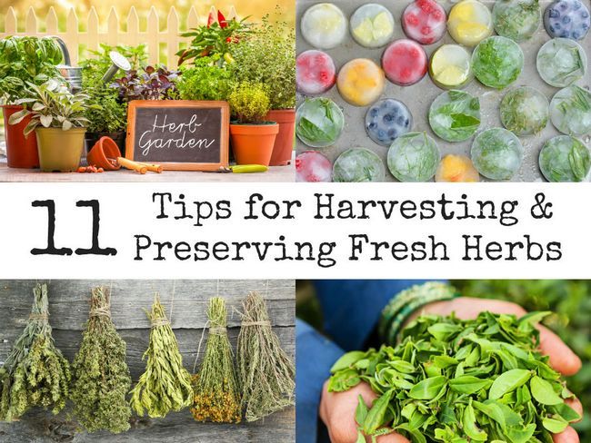 11 Consejos para recolección y preservación de Hierbas Frescas
