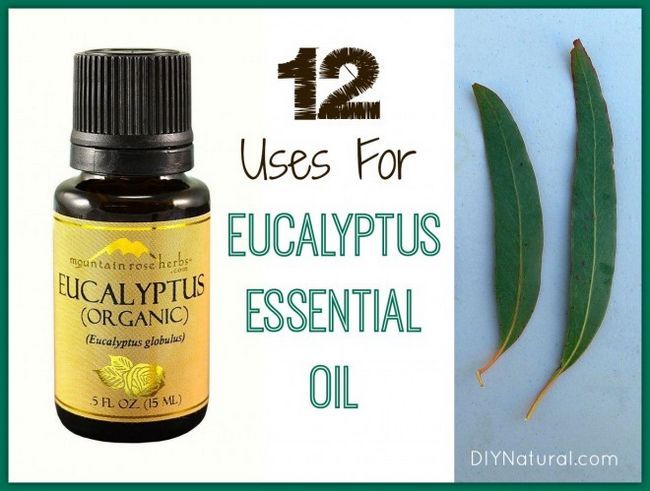Eucalyptus Usos aceite esencial
