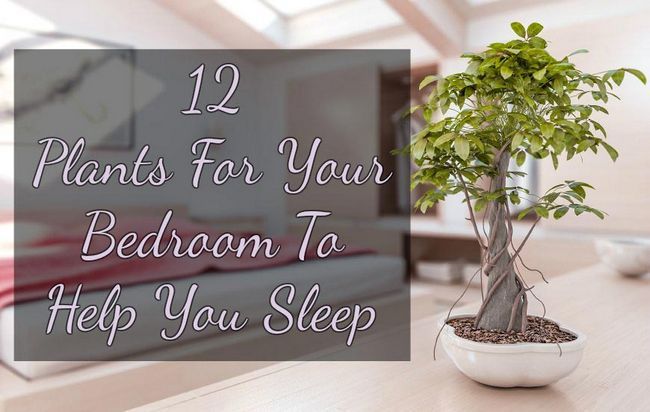 12 plantas para su dormitorio para ayudarle a dormir