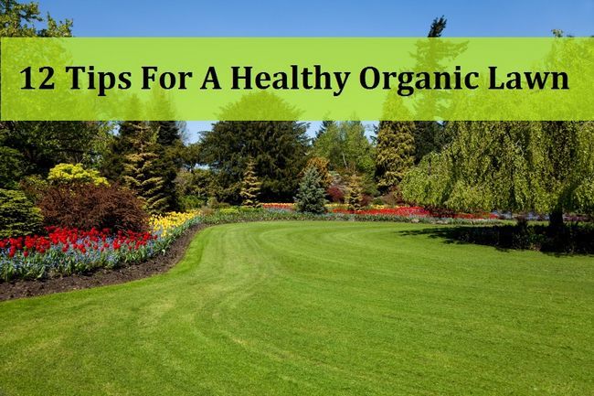 12 consejos para una sana orgánico del césped