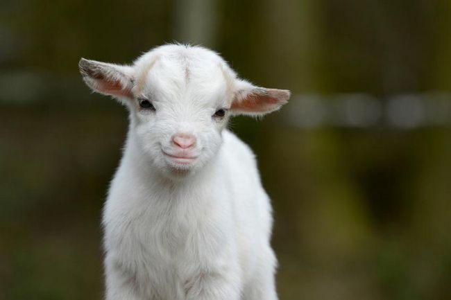20 razones por las cabras Mantener va a cambiar tu vida para mejor