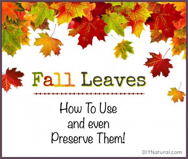 20 usos para hojas de la caída por el patio y el hogar
