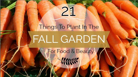 21 Cosas para plantar en el jardín de otoño para la comida y la belleza
