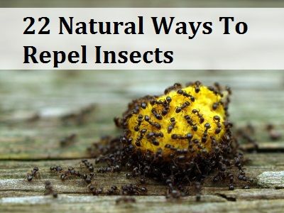 22 maneras naturales para repeler insectos