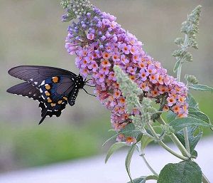 30 hermosas plantas para atraer mariposas a su jardín