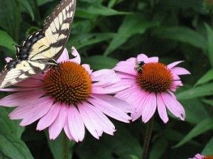 30 hermosas plantas para atraer mariposas a su jardín