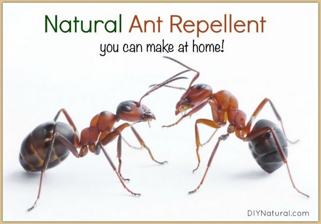 Un aerosol sencilla eficaz que repele hormigas de forma natural