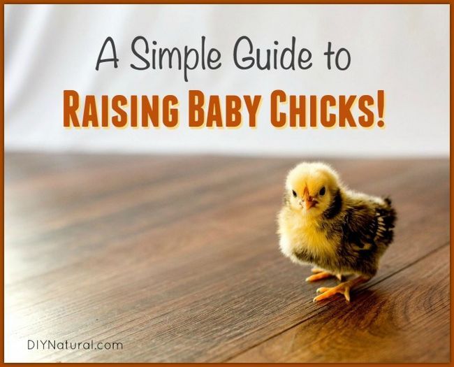 Una guía sencilla para criar pollos (pollos bebé)