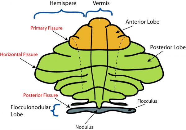 Representación esquemática de las principales divisiones anatómicas del cerebelo