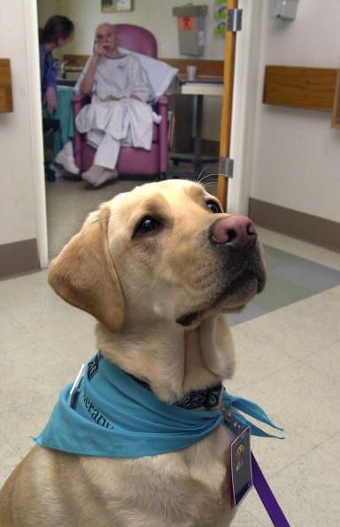 Perros de terapia certificadas como marinero aumentar el bienestar de los pacientes adultos con cáncer.