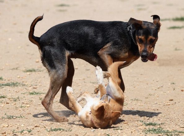 Perros en el Medio Oeste, como estas jugando en un parque para perros, corren el riesgo de virus de la influenza canina.