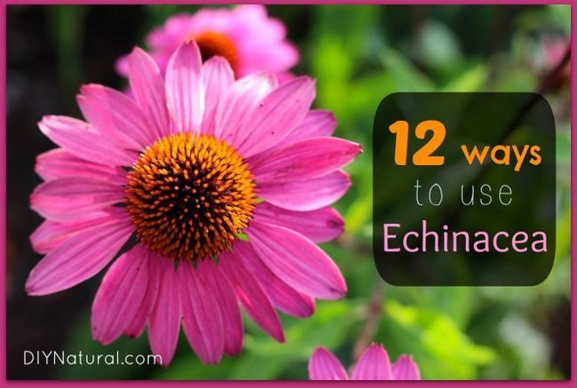 Beneficios de Echinacea