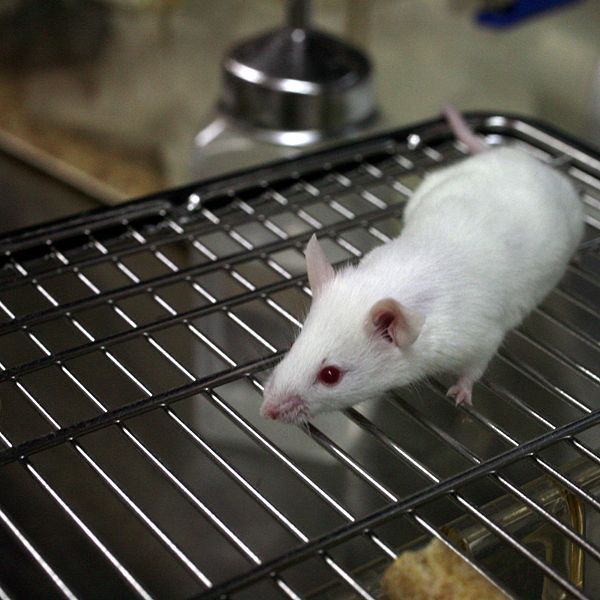 Los pacientes de cáncer están teniendo avatares ratones