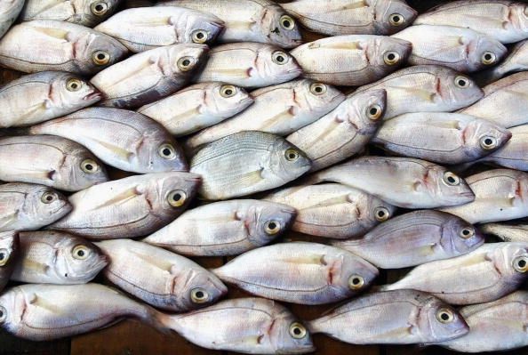 Industria de la pesca sigue siendo fundamental para la economía de la Franja de Gaza