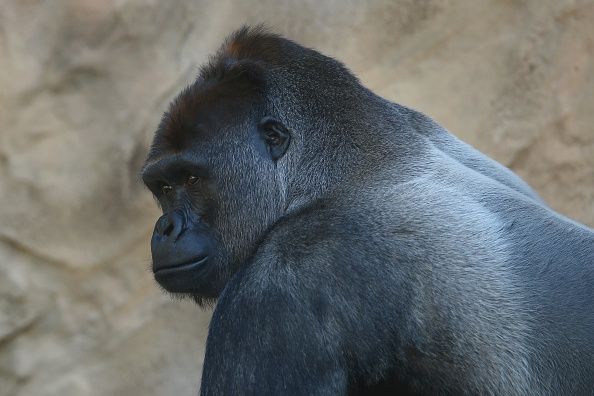 Ébola está matando gorilas, chimpancés del mundo