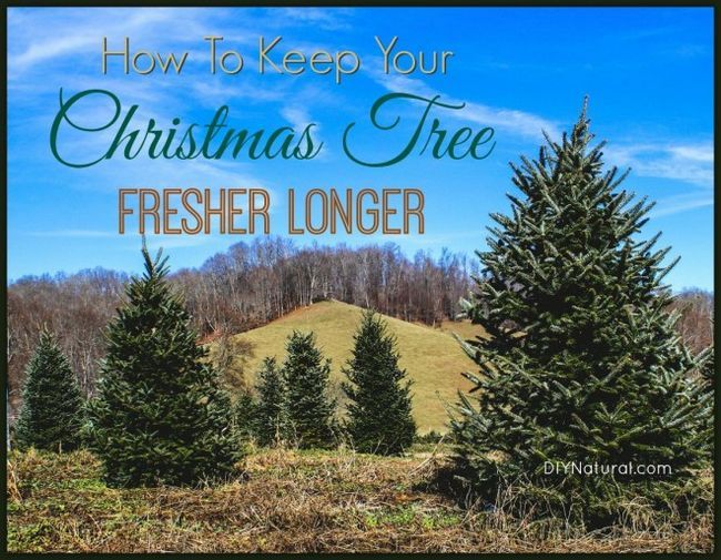 Cómo mantener un árbol de Navidad Fresco