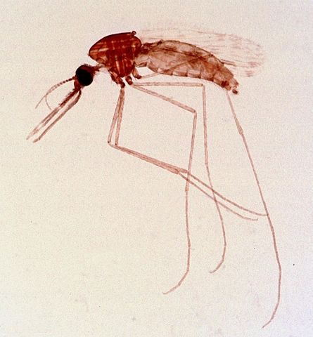 Mosquito hembra del Anopheles género, montados en portaobjetos de microscopio