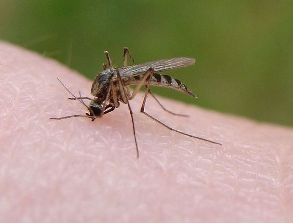 Las bacterias que viven en los mosquitos pueden ser una clave para la malaria parar