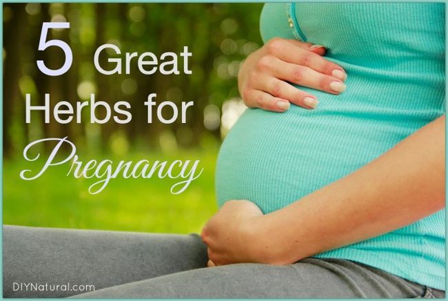 Cinco grandes hierbas a utilizar durante el embarazo