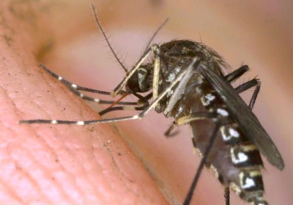Una picadura de mosquito durante sus vacaciones en el Caribe puede darle chikungunya como recuerdo.
