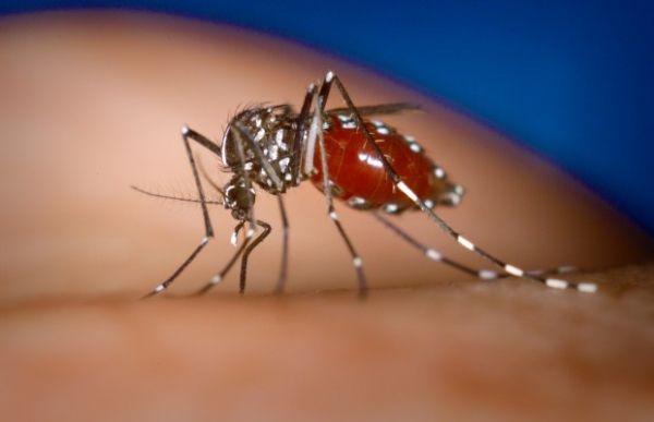 Los mosquitos Aedes aegypti y Aedes albopictus son los vectores de la enfermedad viral Chikungunya que es frecuente en regiones tropicales.