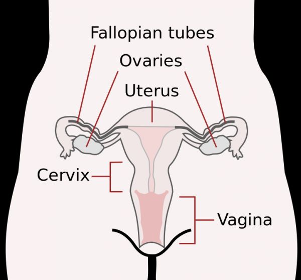 Las mujeres se han recuperado con éxito su fertilidad con un trasplante de su propio tejido ovárico.