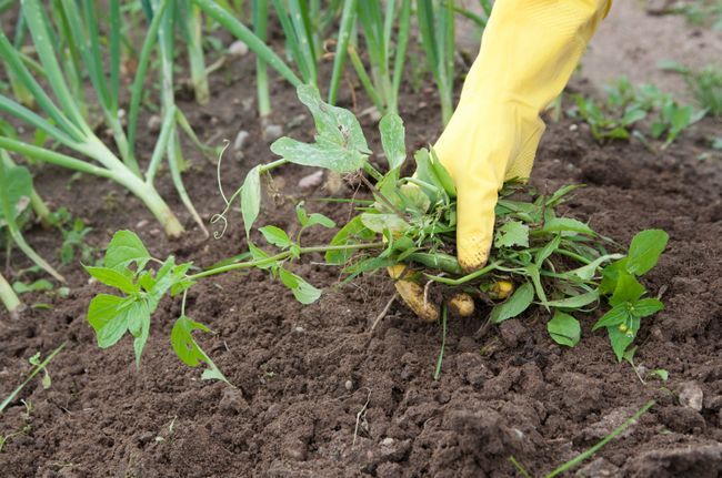8 maneras naturales para Matar Jardín Weeds