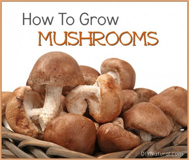 Cultivar tus propios hongos naturalmente en casa!