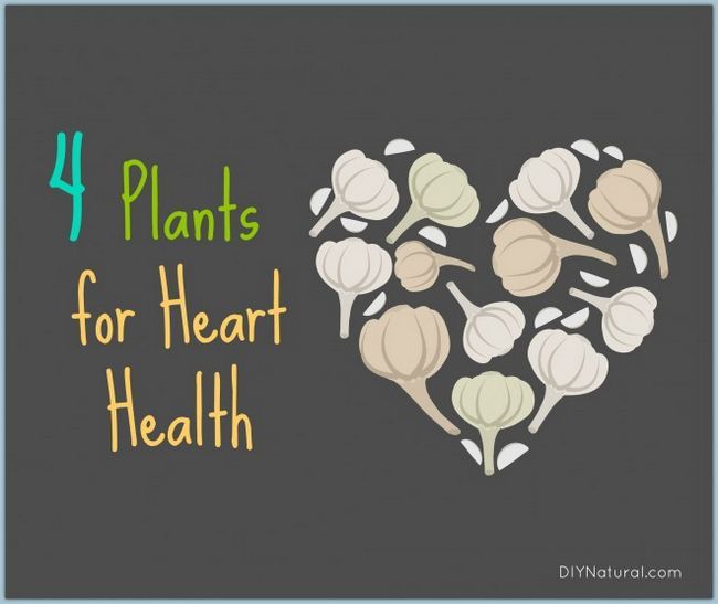 La salud del corazón y terapia de apoyo con las plantas