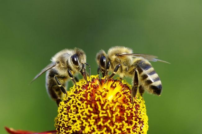 Aquí`s Why We Need To Save The Bees & 10 Ways You Can Help