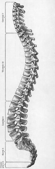 Columna vertebral humana