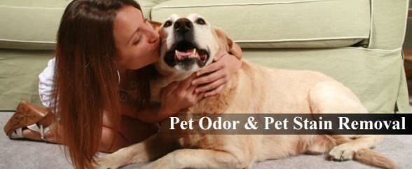 Soluciones caseras para quitar las manchas de mascotas y la eliminación de olores de la alfombra y Home