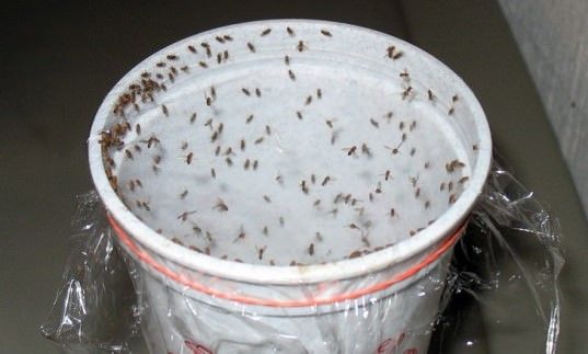 Trampas hechas en casa para deshacerse de Fruit Flies sin productos químicos