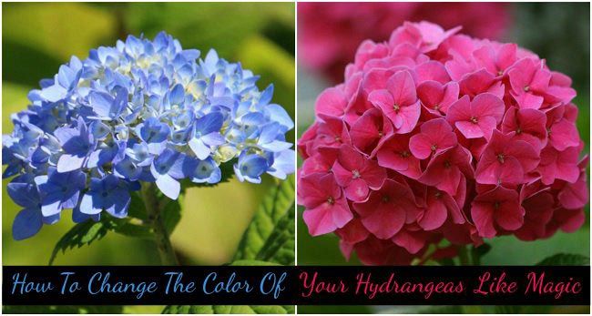 ¿Cómo cambiar el color de sus hortensias como magia