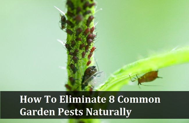 Cómo eliminar las plagas de jardín 8 comunes de forma natural