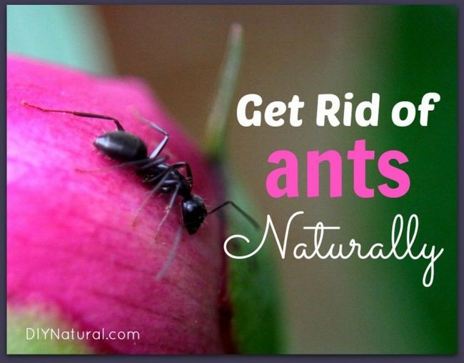 Cómo deshacerse de las hormigas Naturalmente