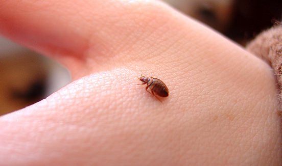¿Cómo deshacerse de los insectos de cama Rápido y Fácil