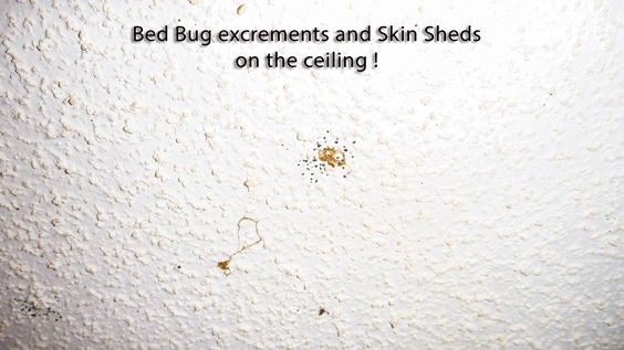 ¿Cómo deshacerse de los insectos de cama para siempre
