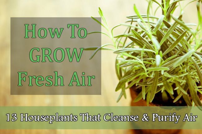 Cómo crecer aire fresco: 13 plantas de interior que limpian y purifican el aire