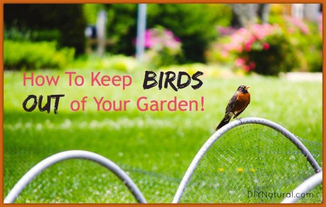 Cómo mantener su jardín a salvo de las aves