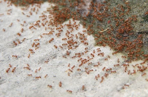 Cómo matar a las hormigas
