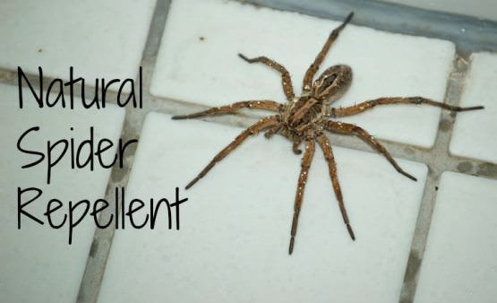 Cómo hacer que la araña Repelente en el hogar