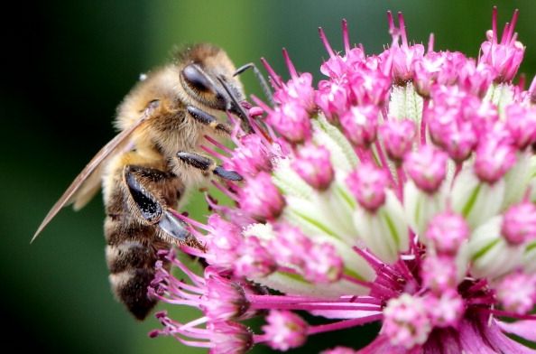 Un nuevo estudio dice que el resultado de la pérdida de polinizadores como esta abeja podría ser la desnutrición en todo el mundo.