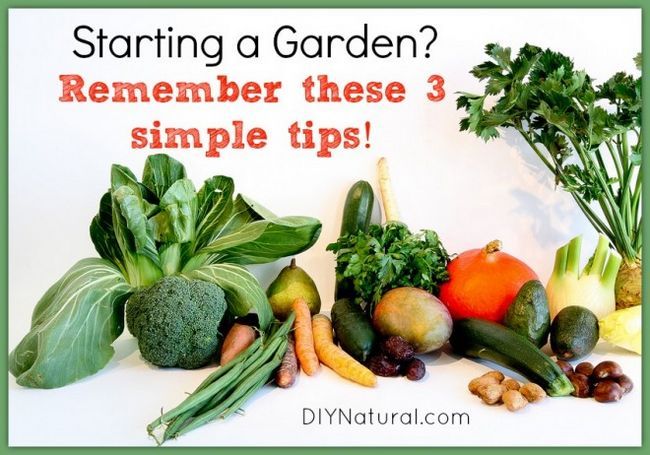 Consejos importantes a tener en cuenta antes de iniciar un jardín