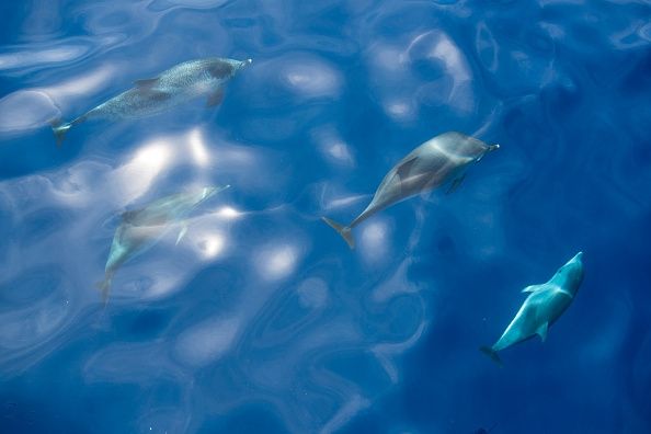 Japón para detener la caza de delfines de Taiji del siguiente lanzamiento de 'la cala 