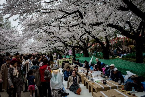 Disfrute de la flor de cerezo japonés Temporada
