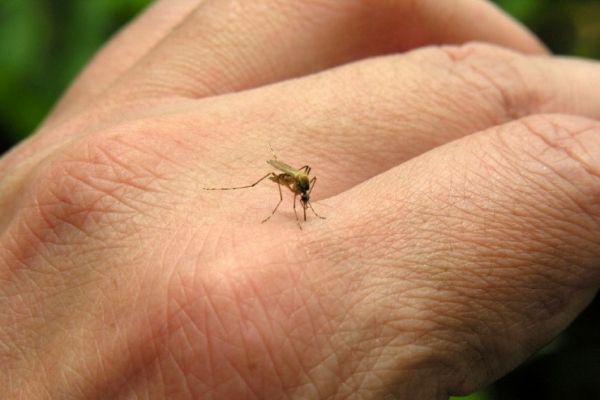 Chikungunya es una enfermedad & # 034- y importado-034 # que a menudo se contrajo contra picaduras de mosquitos durante el viaje a lugares como África del Sur y el Caribe.